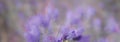 Flower of viper`s bugloss plant Echium vulgare. Abstract floral background with free space for text