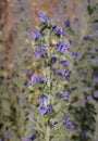 Flower of viper`s bugloss plant Echium vulgare