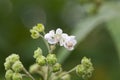 Flower of a Virginia mallow, Sida hermaphrodita