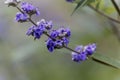 Vitex Vitex agnus-castus flowers