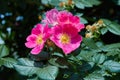 Flower of vivid pink dog-rose Rosa canina growing in nature Hipshop, Pink rose hips, Royalty Free Stock Photo