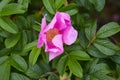 Flower of vivid pink dog-rose Rosa canina growing in nature Royalty Free Stock Photo