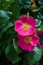 Flower of vivid pink dog-rose Rosa canina growing in nature Hipshop, Pink rose hips, Royalty Free Stock Photo