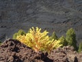Flower in the vulcano area of la palma, Canary island. Royalty Free Stock Photo