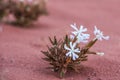 Flower in Wadi Rum desert in Jordan