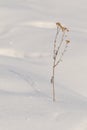 Flower is waiting for spring under the snow cover Royalty Free Stock Photo