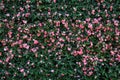 Flower wall background Ã Â¸Âº Royalty Free Stock Photo