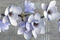 Flower wall Decor, Digital Wall Tile Design, Wall tiles Decor on Marble For Home Decoration.