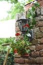 Flower at the wall with lantern Royalty Free Stock Photo