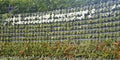 Flower wall vertical garden Royalty Free Stock Photo
