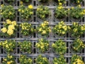 Flower wall vertical garden Royalty Free Stock Photo