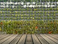 Flower wall vertical garden Royalty Free Stock Photo