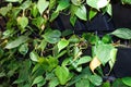 Flower wall vertical garden. many black pots with green flowers