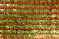 Flower wall vertical garden Royalty Free Stock Photo