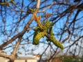 flower of walnut-tree. Flowering occurs in late April - early May, at the same time or before the leaves bloom. The