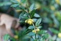 Warty barberry bush Berberis verruculosa