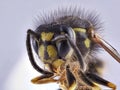 Wasp front view on white background, macro close-up Royalty Free Stock Photo