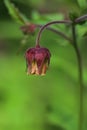 Flower of water avens (Geum rivale) Royalty Free Stock Photo