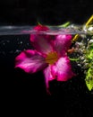 Flower in the water concept-5