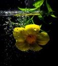 Flower in the water concept-3