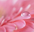 Flower with water drop. Soft focus. Royalty Free Stock Photo