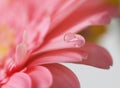 Flower with water drop. Soft focus. Royalty Free Stock Photo