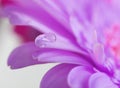 Flower with water drop. Soft focus. Royalty Free Stock Photo