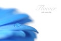 Flower with water drop. Soft focus. Made with macro-lens. Royalty Free Stock Photo