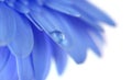 Flower with water drop. Soft focus. Made with macro-lens. Royalty Free Stock Photo