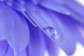 Flower with water drop. Soft focus. Made with macro-lens. Royalty Free Stock Photo