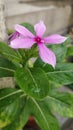 The flower with a water dropes in moonsoon season in india