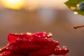 Flower with water drops close up