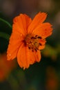 Flower with water drops close up