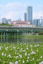 Flower of water hyacinth (Pontederia crassipes) blooming in Lo Wu, Hong Kong