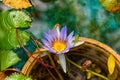 Flower of water lily gently purple in artificial pond close-up Royalty Free Stock Photo