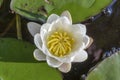 Flower water Lily with leaves, endangered plant species Royalty Free Stock Photo