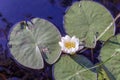 Flower water Lily with leaves, endangered plant species Royalty Free Stock Photo