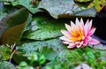 Flower water lily nymphea pink petals Royalty Free Stock Photo