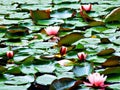 flower, water, lily, pond, lotus, pink, nature, green, waterlily, lake, plant, leaf, garden, flora, water lily, blossom, flowers,