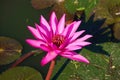 Flower of a water-lily of red Nymphaea rubra in a pond. Southeast Asia Royalty Free Stock Photo