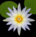 Flower water white lily with dew and green leaves in the pond. Royalty Free Stock Photo