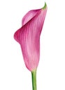 Flower watercolor botanical illustration on isolated white background. Calla flora Royalty Free Stock Photo