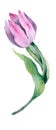 Flower. Watercolor Tulip. Floral Birthday Card. Greeting Card.