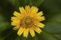 Flower of Wedelia trilobata plant, Asteraceae