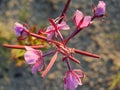 Flower in weightlessness