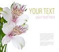Flower of white alstroemeria, ready template Royalty Free Stock Photo