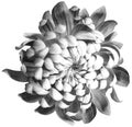 Flower  white-black chrysanthemum . Flower isolated on a white background. No shadows with clipping path. Close-up. Royalty Free Stock Photo