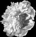 Flower white-black  peony  isolated on  black  background. No shadows with clipping path. Close-up. Royalty Free Stock Photo