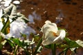 White calla lily flower with insect. Royalty Free Stock Photo