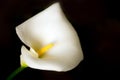 Flower of white calla (Zantedeschia) on a black background